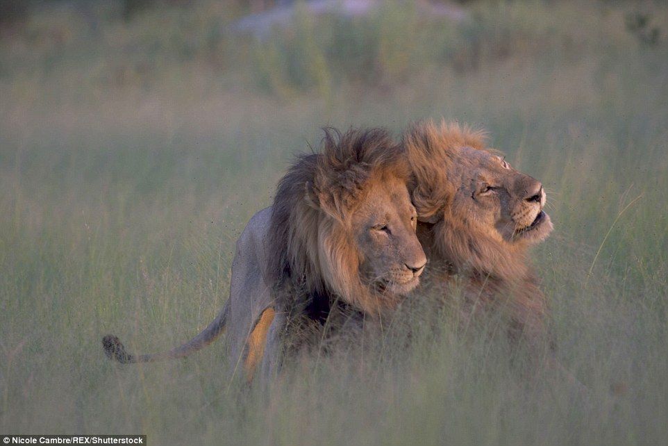 ORGULLO GAY: Dos leones machos fueron fotografiados teniendo sexo en un  safari