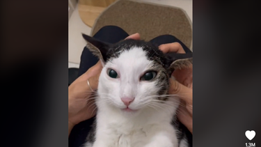 TikTok: usuarios enloquecen con gato coreano que dice no mam*s