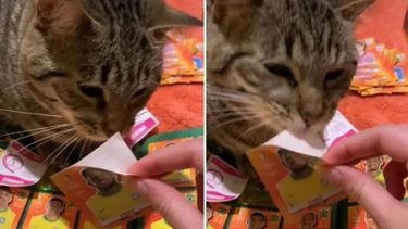 ¡El gato mundialista! Ayudó a su ama a llenar el álbum del Mundial 2022 y se hizo viral en redes